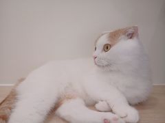 -有喵·猫咖·狗咖·30几只猫10只小狗(岗厦店)