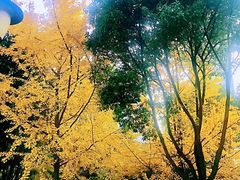 -重庆市江北嘴中央商务区中央公园