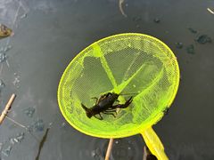 -同銮特种养殖场·龙虾垂钓