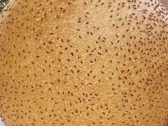 -吴越荣记苏州菜·松鼠桂鱼 100% 活鱼现做(月光码头店)