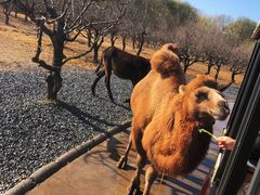 -北京野生动物园