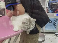 -FAELING PETS美天灵宠物(合生汇店)