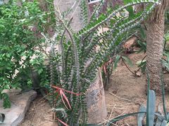 -石家庄市植物园