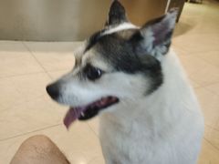 -瑞派申生动物医院·24H夜诊·国际动物医疗中心·骨外科(吴中路店)