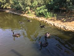 景点-长白岛森林公园