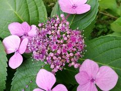 野生花-艾溪湖湿地公园