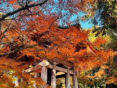 -醍醐寺