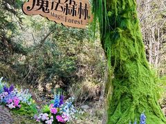 -龙湾潭国家森林公园