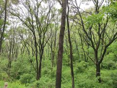 -长白岛森林公园