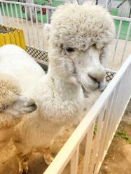 点击看大图 -蓝可可亲子乐园(北苑店)