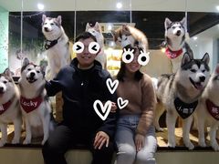 -Husky Go! 哈士奇体验馆·宠物咖啡厅狗咖
