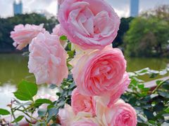 -人民公园(罗湖区)