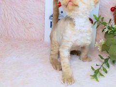 -十年猫舍·猫咪专门店(普陀店)