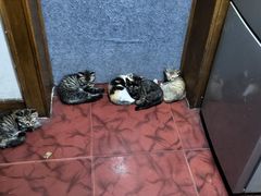 -安安宠医·臻爱宠物医院·宠保定点(营门口路分院)
