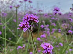 -紫颐香薰山谷景区
