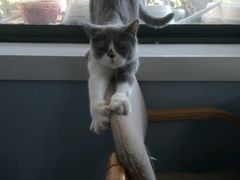 -喵的天空名猫咖啡馆·撸猫·猫舍·用品