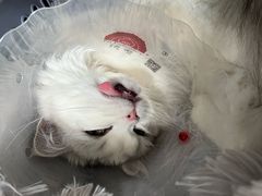 -伟伟宠物医院·瑞派猫友好医院·猫科(光谷店)