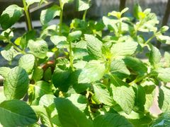 -湖南省立第一师范学校旧址