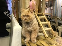 -小时光咖啡馆(开森度假森林店)