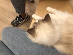 -瞄一喵猫咖(格力海岸店)