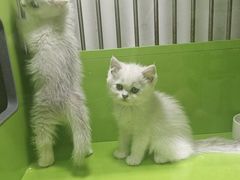 -唐小姐の私宠·宠物洗护美容·撸猫馆·购宠(周浦万达旗舰店)