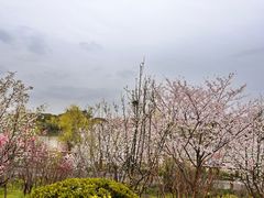 -南汇桃花村