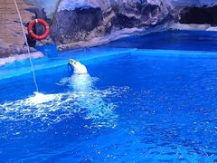 -海合安青岛极地海洋公园
