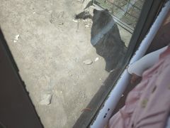 -新疆天山野生动物园