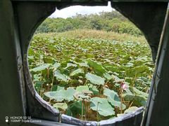 -南宁良凤江国家森林公园