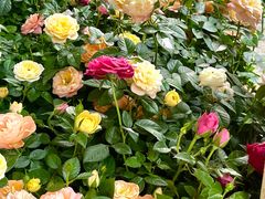 -溪岸路花鸟市场