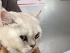 -中农国际动物医院24小时·猫科·骨科·急重症中心