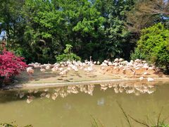 -广州长隆飞鸟乐园