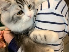 -飞行喵MR PILOT|猫舍·猫咖(静安大融城店)