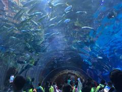 -华夏文旅海洋公园