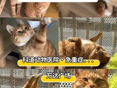 -科道动物医院·急重症中心(万达院)