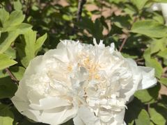 -洛阳市隋唐城遗址植物园
