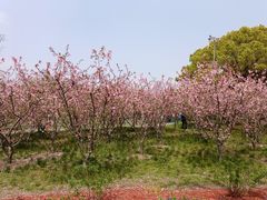 -黄兴公园