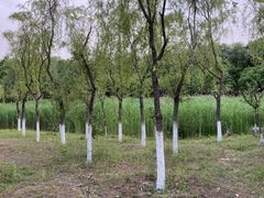 -东郊湿地公园
