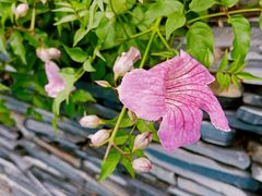 -昆明市金殿名胜区