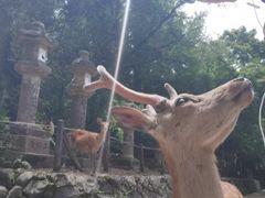 -奈良公园
