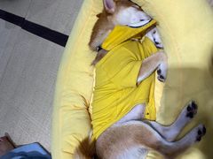 -逗柴咖啡屋·狗咖猫咖宠物桌游
