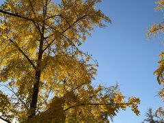 -三里屯东五街银杏大道