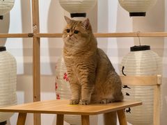 -柴迷FANS CLUB·柴犬狗咖·猫咖