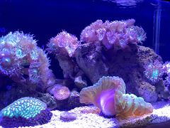-悉尼海洋生物水族馆