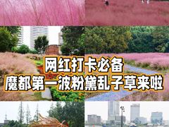-顾村公园