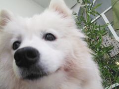 -共舞时光猫咖·狗咖(新街口店)