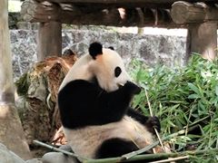 -都江堰中华大熊猫苑