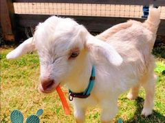 -前小桔亲子创意农场·草莓采摘·露营烧烤