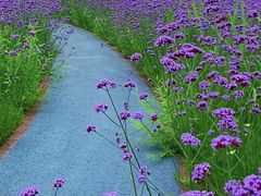 -径山花海