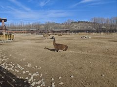 -鄂尔多斯野生动物园